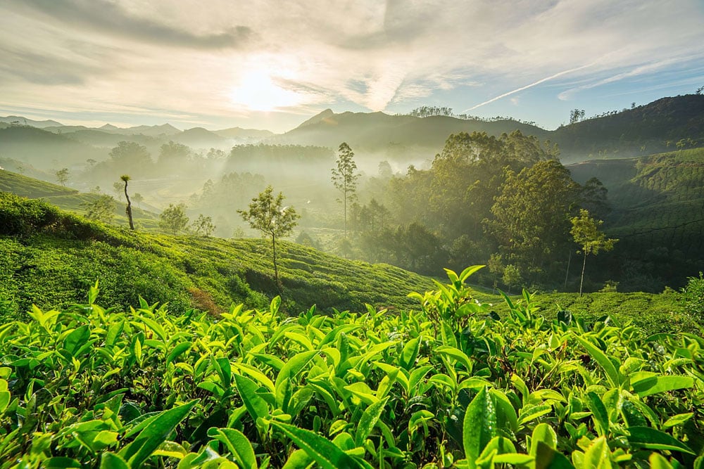 Munnar